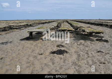 Ostriche, Royal Bay di Grouville, Jersey Foto Stock