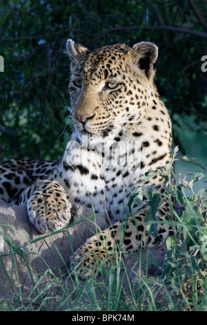 Wild leopard poltrire al sole nel Sabi Sand Sud Africa Foto Stock