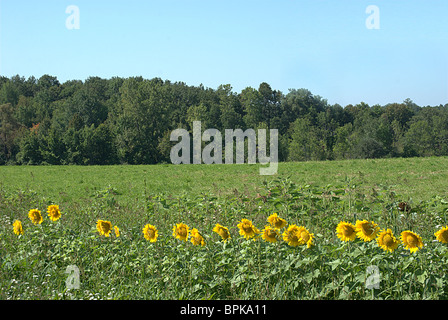 Girasoli sul campo di bordo. Foto Stock