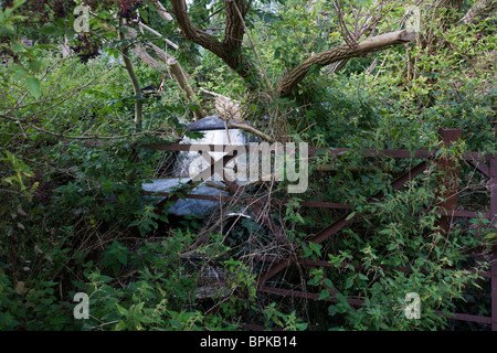 Abbandonato classico Ford Anglia auto ruggine si trova di fronte a lungo il cancello chiuso in terreni agricoli sottobosco Foto Stock