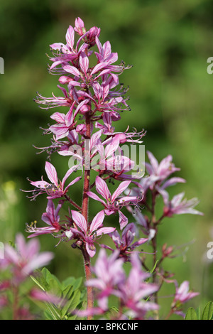 Roveto ardente, Bianco Dittany, False Dittany, Gas-impianto /Dictamnus albus L./, rutacee, Bulgaria Foto Stock