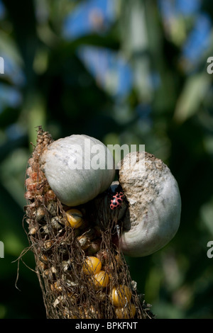 Il mais granello di fuliggine Ustilago maydis crescente sul campo il mais Michigan STATI UNITI Foto Stock