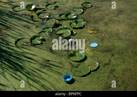 Inquinamento dei rifiuti solidi nel laghetto di acqua dolce con fragranti White Water Lily Nymphaea odorata e USA Foto Stock