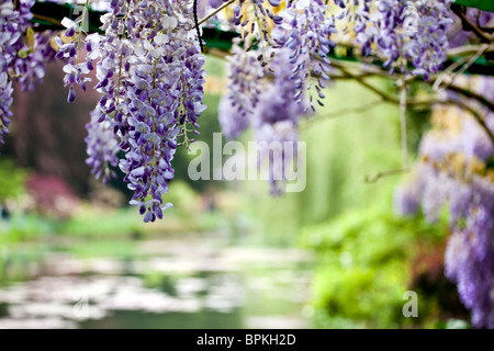 Il Glicine appeso sopra un laghetto, Giverny, Francia Foto Stock