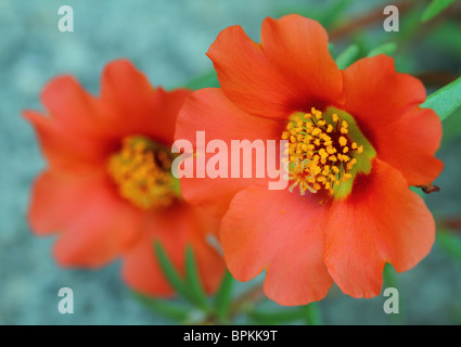 Orange moss rose fiori close up Portulaca grandiflora Foto Stock