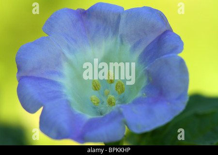 Shoo Fly fiore pianta close up Nicandra physalodes Foto Stock