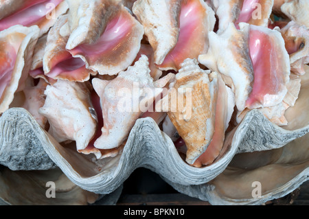 Conch conchiglie sulla vendita di Key West in Florida Keys nello Stato della Florida USA Foto Stock