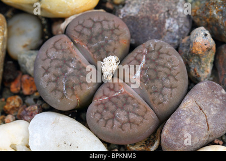 Impianto di pietra viva pietra Lithops fulviceps close up Foto Stock