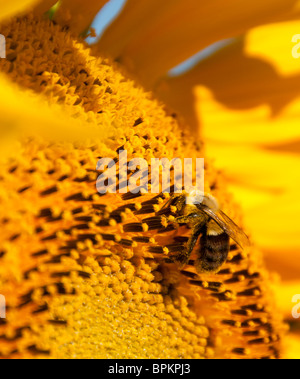 Girasole con le api da miele. Foto Stock