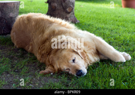 Il golden retriever dormire nell'erba. Foto Stock