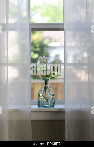 Un mazzo di fiori di phlox in un davanzale. Foto Stock