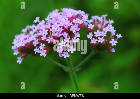 Verbena bonariensis purpletop clustertop vervain argentino fioriture dei fiori Foto Stock