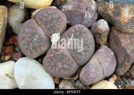 Impianto di pietra viva pietra Lithops fulviceps close up Foto Stock