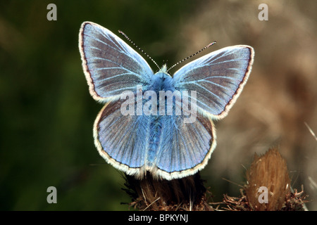 Comune di Blue Butterfly Polyommatus icarus famiglia Lycaenidae Foto Stock