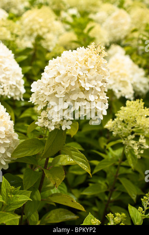 Hydrangea paniculata Limelight fioritura in agosto Foto Stock