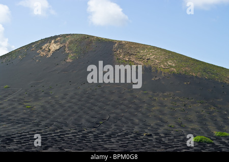 Il dispari vigneti vulcanica di Lanzarote, Spagna. Foto Stock