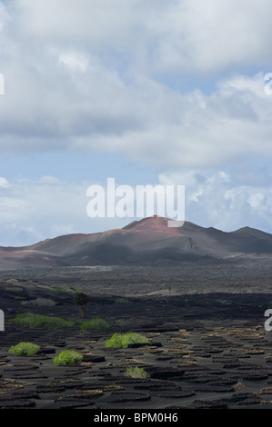 Il dispari vigneti vulcanica di Lanzarote, Spagna. Foto Stock