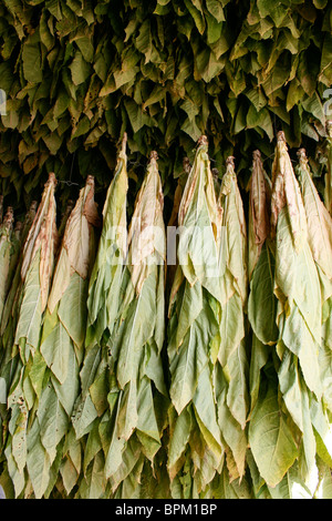 Pianta di tabacco lascia appeso nel capannone di asciugatura per asciugare Foto Stock