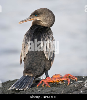 Ecuador. Flightless Cormorant e Sally Lightfoot Crab sull isola Fernanadina nelle Galapagos. Foto Stock