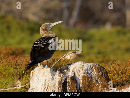 Ecuador. Un Blu-footed Booby posatoi su un guano coperte di roccia vulcanica sulla North Seymour Island nelle Galapagos. Foto Stock