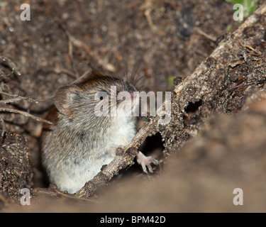 Clethrionomys glareolus, Bank vole. Nizza mouse marrone sulla terra. Una foto della fauna selvatica. Foto Stock