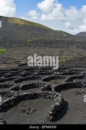 Il dispari vigneti vulcanica di Lanzarote, Spagna. Foto Stock