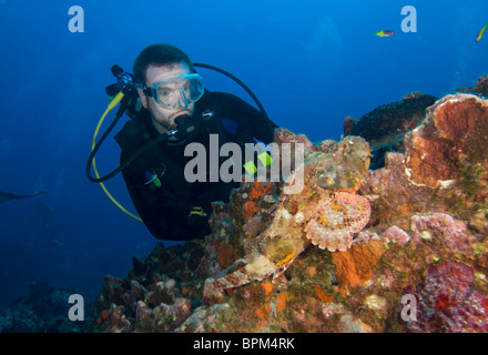 Subacqueo con spotted scorfani, Scorpaena plumieri, a Stetson Bank off Texas nel Golfo del Messico. Foto Stock