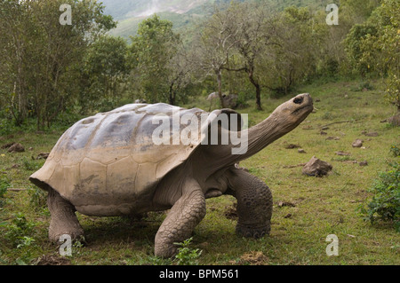 Le Galapagos La tartaruga gigante Alcedo cratere del Vulcano Piano, Isabela Island, Isole Galapagos, Ecuador. Foto Stock