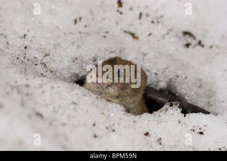 Clethrionomys glareolus, Bank vole. Nizza mouse marrone sulla terra. Una foto della fauna selvatica. Foto Stock