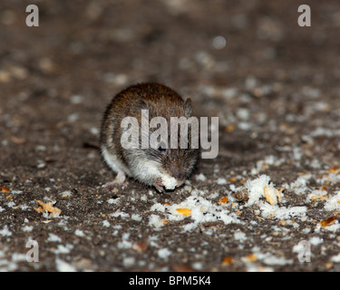 Clethrionomys glareolus, Bank vole. Nizza mouse marrone sulla terra. Una foto della fauna selvatica. Foto Stock