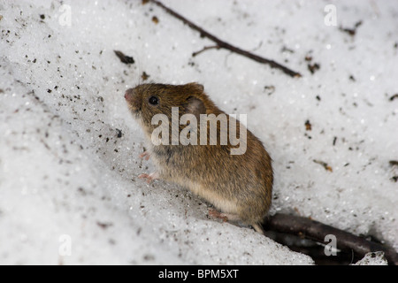 Clethrionomys glareolus, Bank vole. Nizza mouse marrone sulla terra. Una foto della fauna selvatica. Foto Stock