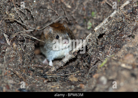 Clethrionomys glareolus, Bank vole. Nizza mouse marrone sulla terra. Una foto della fauna selvatica. Foto Stock