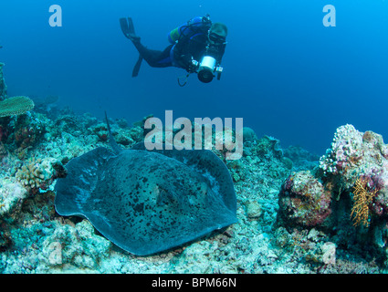 Subacqueo, Ron Holleyhead, con black spotted stingray, Taeniura meyeni, atollo di Ari, Maldive, Oceano Indiano Foto Stock