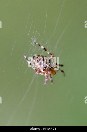 Giardino europeo Spider, diadema o Croce Spider, Araneus diadematus, Araneidae, Araneae, Arachnida Foto Stock