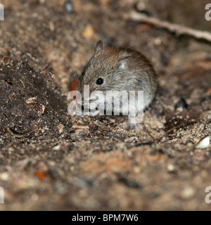 Clethrionomys glareolus, Bank vole. Nizza mouse marrone sulla terra. Una foto della fauna selvatica. Foto Stock