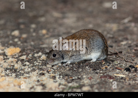 Clethrionomys glareolus, Bank vole. Nizza mouse marrone sulla terra. Una foto della fauna selvatica. Foto Stock