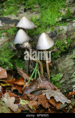 Comune Toadstool Inkcap, Coprinopsis atramentaria, Psathyrellaceae. Foto Stock