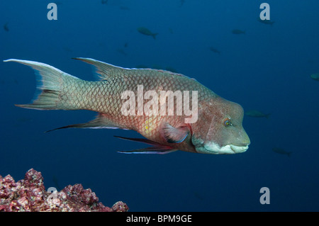 Streamer Hogfish (Bodianus diplotaenia) o messicano hogfish off di lupo isola, isole Galapagos, Ecuador. Foto Stock