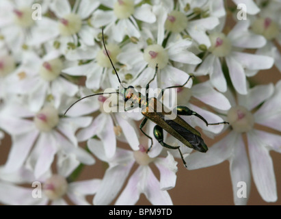 Maschio zampe spesse Flower Beetle, Oedemera nobilis, Oedemeridae, su Hogweed Foto Stock