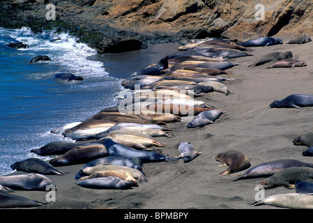 Northern Elephant guarnizioni (Mirounga angustirostris), Piedras Blancas guarnizione di elefante Rookery nei pressi di San Simeone, CALIFORNIA, STATI UNITI D'AMERICA Foto Stock