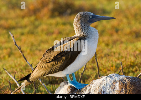 Ecuador. Un Blu-footed Booby posatoi su un guano coperte di roccia vulcanica sulla North Seymour Island nelle Galapagos. Foto Stock