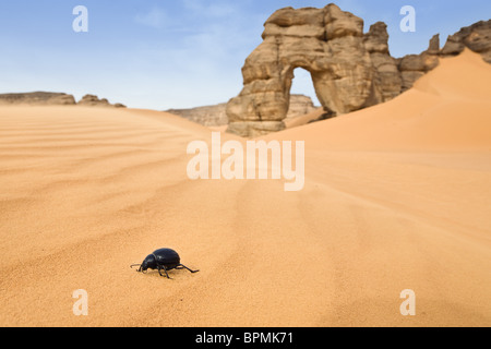 Beetle con arco di roccia in montagne Akakus, Libia, sahara Africa del Nord Foto Stock