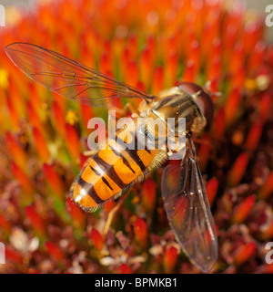 Un maschio Episyrphus balteatus hoverfly alimentazione su Purple Coneflower. Foto Stock