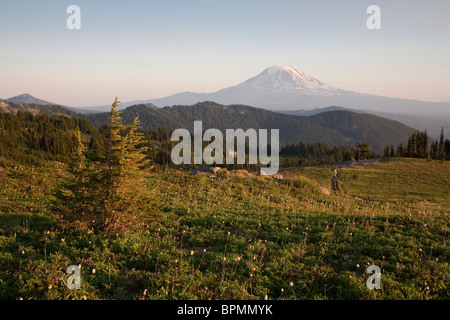 Prato di fiori selvaggi lungo il PCT nelle rocce di capra deserto Gifford Pinchot National Forest - Washington Foto Stock