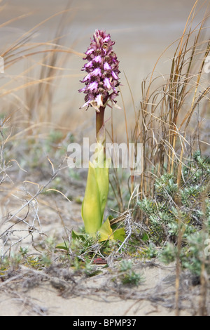 Primo piano di un gigante orchid in primavera. Foto Stock