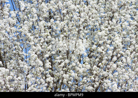 La molla Bradford Pera Bloom con cielo chiaro in orizzontale Foto Stock