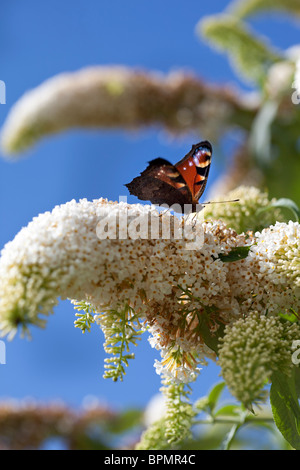 Farfalla pavone su Buddleja davidii 'Les Kneale' contro un luminoso Cielo di estate blu Foto Stock