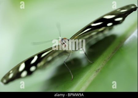 In prossimità di una tigre Longwing, Heliconius hecale, Butterfly House, giardino botanico, Monaco di Baviera, Germania Foto Stock