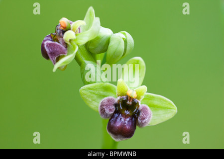 Bumblebee Orchid isolato su sfondo verde Foto Stock