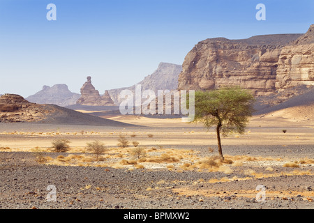 Acacia nel deserto libico, montagne Akakus, Sahara, Libia, Nord Africa Foto Stock